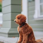 pexels-photo-14095696