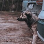 pexels-photo-15157031