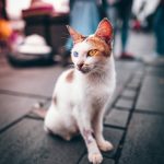 pexels-photo-1561849