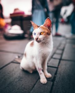 pexels-photo-1561849